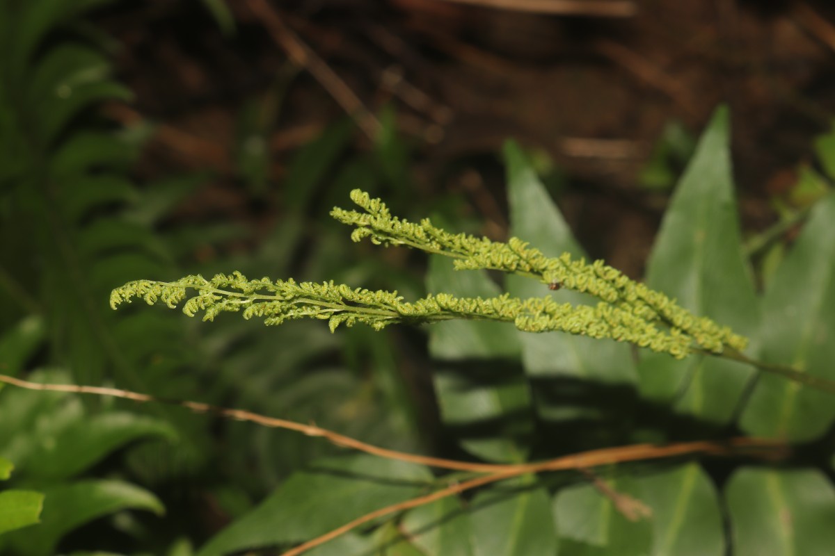 Anemia phyllitidis (L.) Sw.